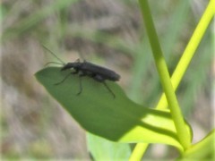 Oedemerini