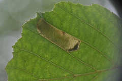 Phyllonorycter klemannella