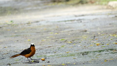 Cossypha albicapillus