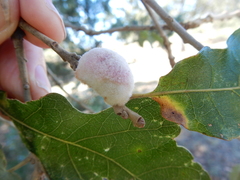 Striatoandricus aciculatus