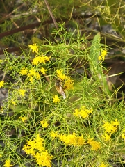 Apis mellifera image