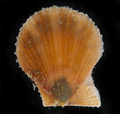 Chlamys