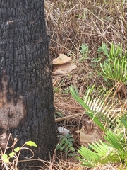 Enterolobium contortisiliquum