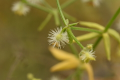 Galium trichocarpum
