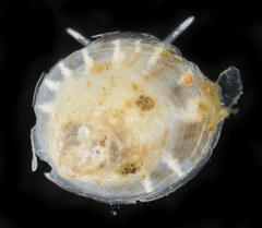 Crepipatella lingulata
