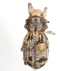 Ophryastes tuberosus