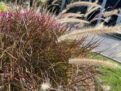 Cenchrus × cupreus