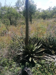 Agave kerchovei