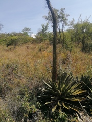 Agave kerchovei