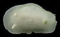 Aldisa albomarginata