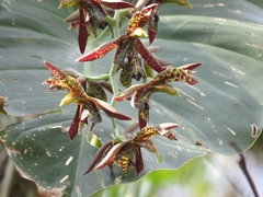 Catasetum