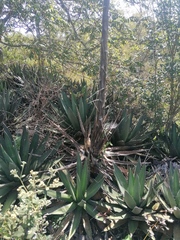 Agave kerchovei