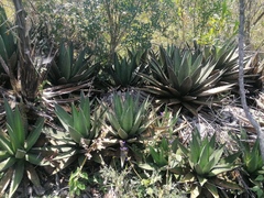 Agave kerchovei