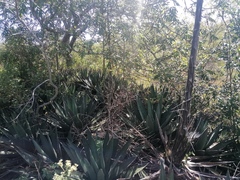 Agave kerchovei