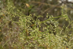 Galium trichocarpum
