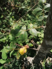 Bursera glabrifolia