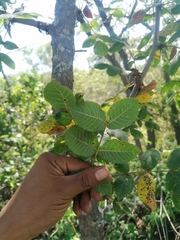 Bursera glabrifolia