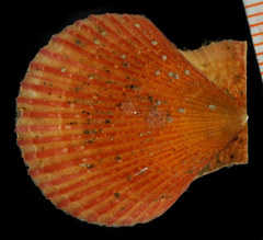 Chlamys