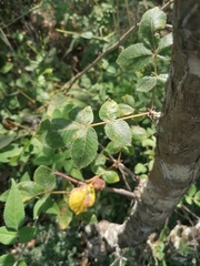 Bursera glabrifolia