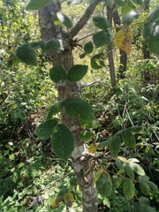 Bursera glabrifolia