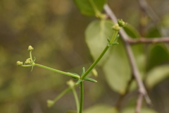 Galium trichocarpum