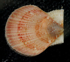 Chlamys
