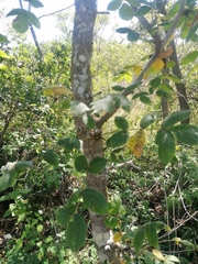 Bursera glabrifolia