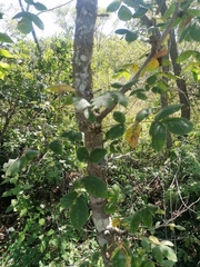 Bursera glabrifolia