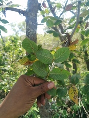 Bursera glabrifolia