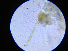Gyrosigma acuminatum