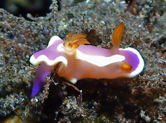 Mexichromis similaris