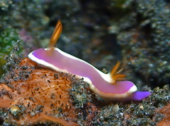 Mexichromis similaris