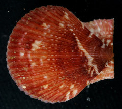 Chlamys