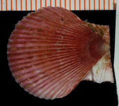 Chlamys