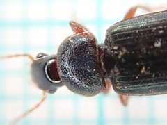 Ophonus azureus