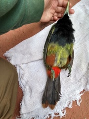 Selenidera maculirostris