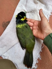 Selenidera maculirostris