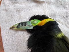 Selenidera maculirostris