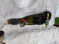 Selenidera maculirostris