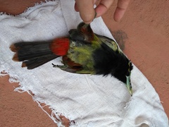 Selenidera maculirostris