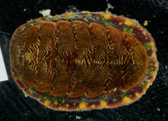 Tonicella insignis