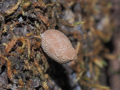 Bryoperdon acuminatum