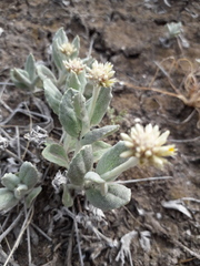 Pfaffia gnaphalioides