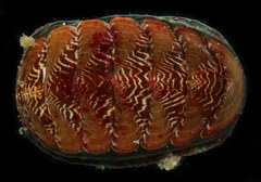 Tonicella insignis