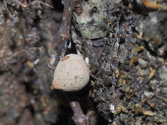 Bryoperdon acuminatum