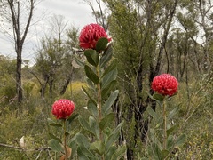 Telopea aspera