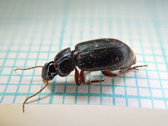 Ophonus azureus