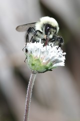 Bombus impatiens image