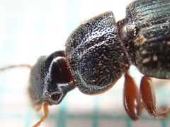 Ophonus azureus