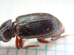 Ophonus azureus